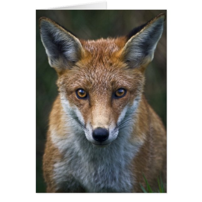Carte Portrait Red Fox (Devant)