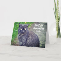 Pose de chat en position assise Joyeux anniversair