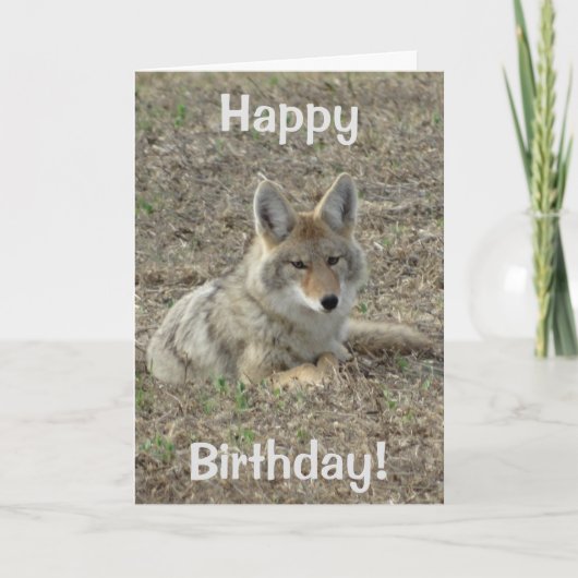 Carte Pose du coyote R22 (Devant)