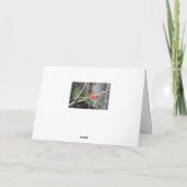 Carte Pose estivale du cardinal (Dos)