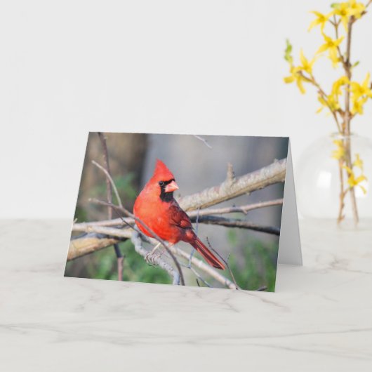 Carte Pose estivale du cardinal (Fleur jaune)