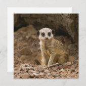 Carte Pose précieuse du bébé Meerkat (Devant / Derrière)