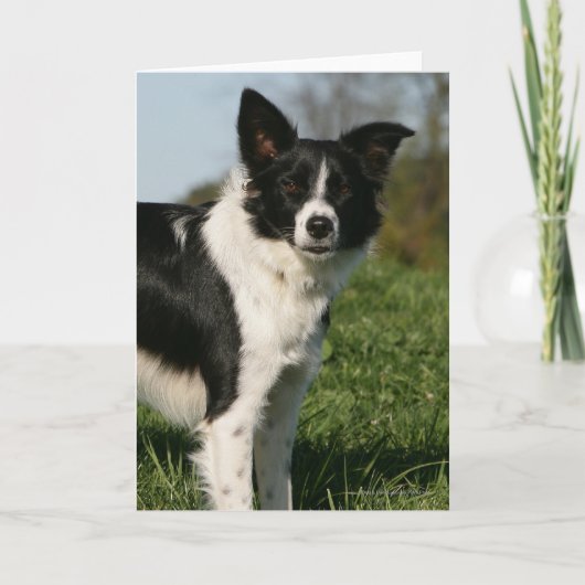 Carte Position de border collie (Devant)