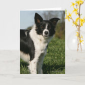Carte Position de border collie (Fleur jaune)