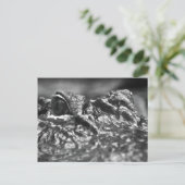 CARTE POST Cape Fear Alligator - Caroline du Nord (Debout devant)