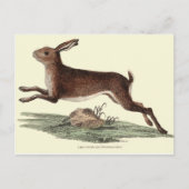 CARTE POST HARE (Devant)