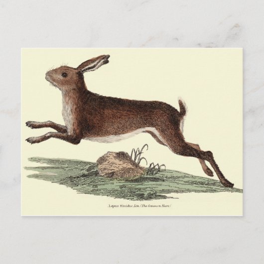 CARTE POST HARE (Devant)