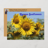 CARTE POST Kansas Sunflowers (Devant / Derrière)