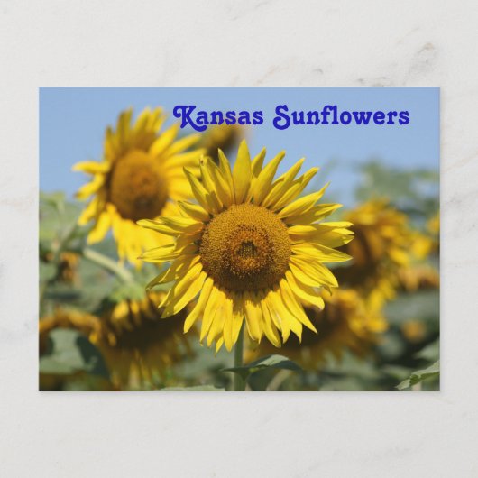 CARTE POST Kansas Sunflowers (Devant)
