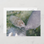 Carte Post Smooch Manatee (Devant / Derrière)