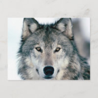 carte postal loup