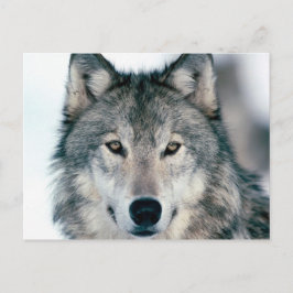 carte postal loup briefkaart