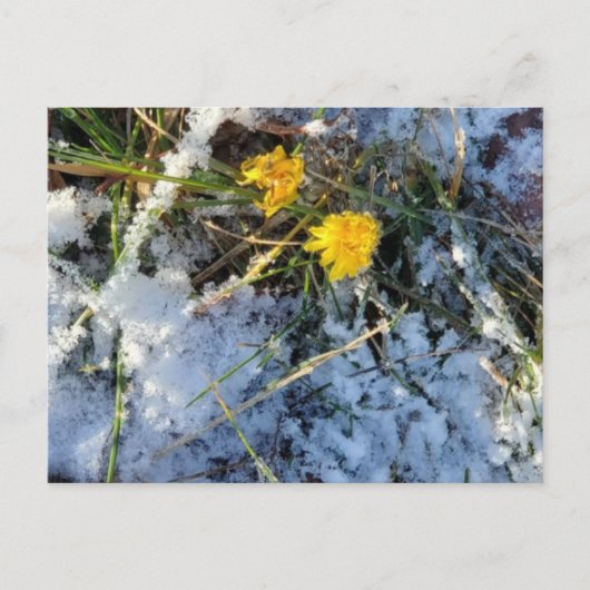 Carte postale (Devant)