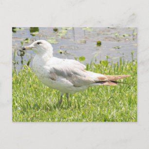 Carte postale