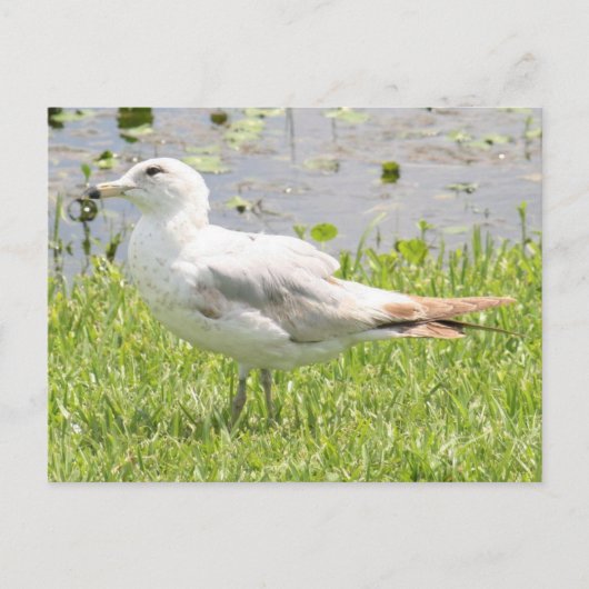Carte postale (Devant)