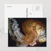 Carte postale (Devant / Derrière)