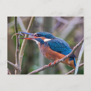 Carte postale