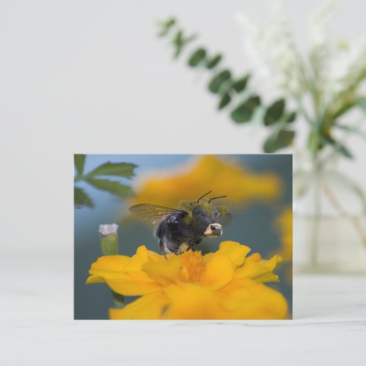 Carte postale (Debout devant)