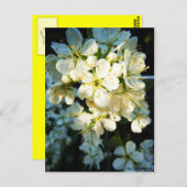 Carte postale (Devant / Derrière)