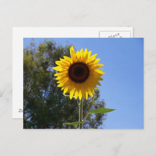 Carte postale (Devant / Derrière)