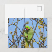 Carte postale (Devant / Derrière)