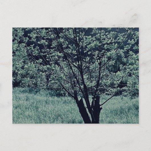 Carte postale (Devant)