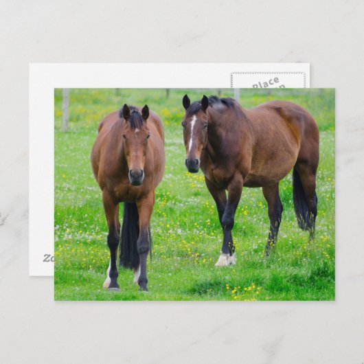 Carte postale (Devant / Derrière)