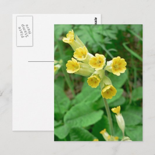 carte postale (Devant / Derrière)