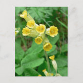 carte postale (Devant)