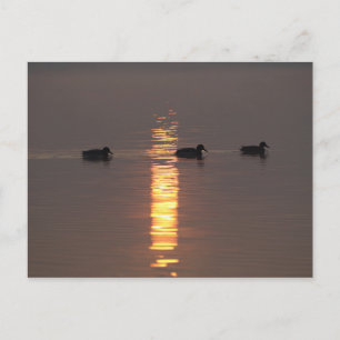 Carte postale