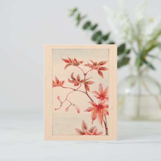 Carte postale (Debout devant)