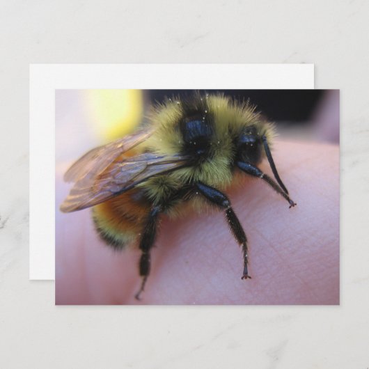 Carte postale (Devant / Derrière)