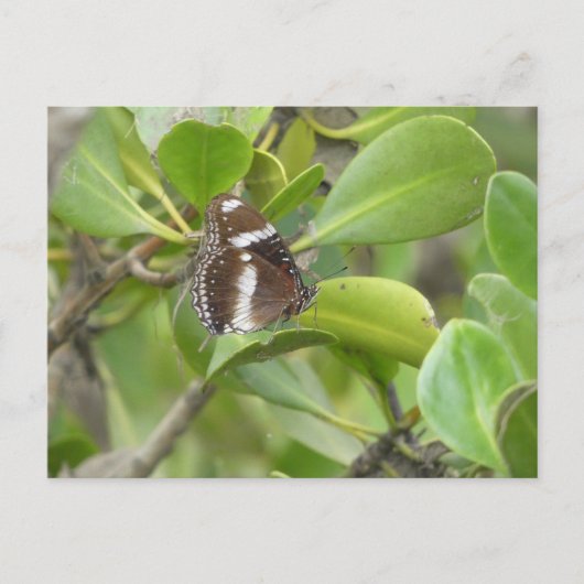 Carte postale (Devant)