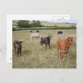 carte postale (Devant / Derrière)