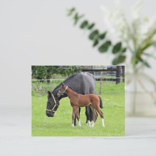 Carte postale (Debout devant)