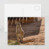 Carte postale (Devant / Derrière)