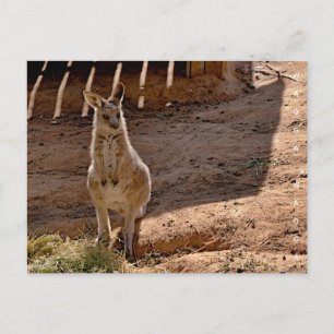 Carte postale