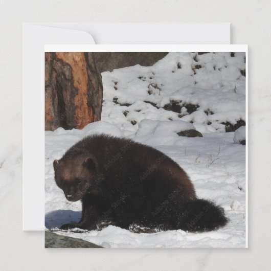 Carte postale (Devant)