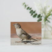 Carte postale (Debout devant)