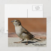 Carte postale (Devant / Derrière)