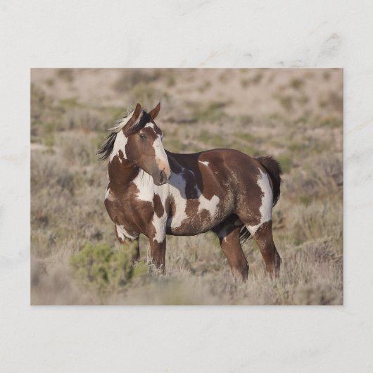 CARTE POSTALE  (Devant)