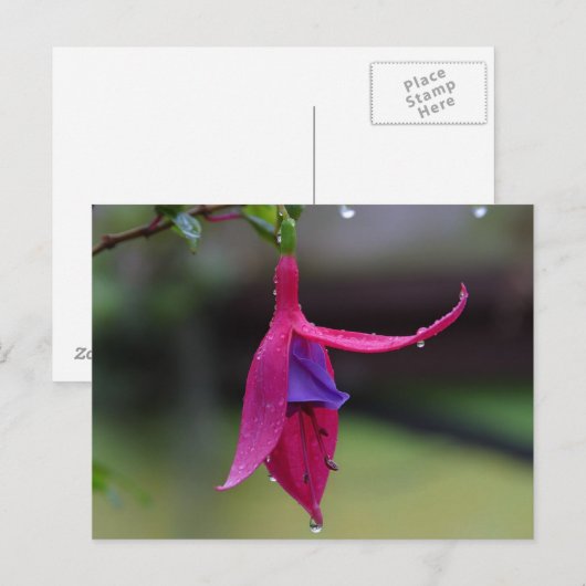 Carte postale (Devant / Derrière)