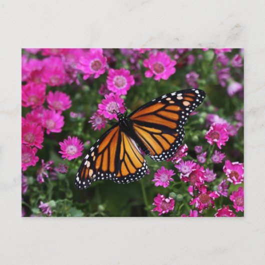 Carte postale (Devant)