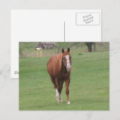 carte postale (Devant / Derrière)
