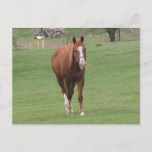 carte postale