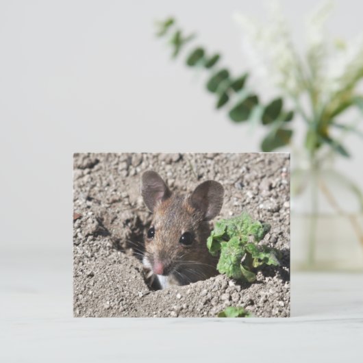 Carte postale (Debout devant)