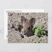 Carte postale (Devant / Derrière)