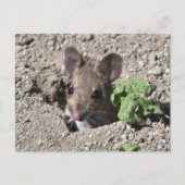 Carte postale (Devant)