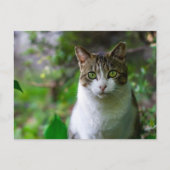 carte postale (Devant)