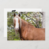 Carte postale (Devant / Derrière)